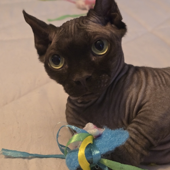 Meet your Posher, Elle - Picture 9 of 14